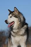ALASKAN MALAMUTE 841